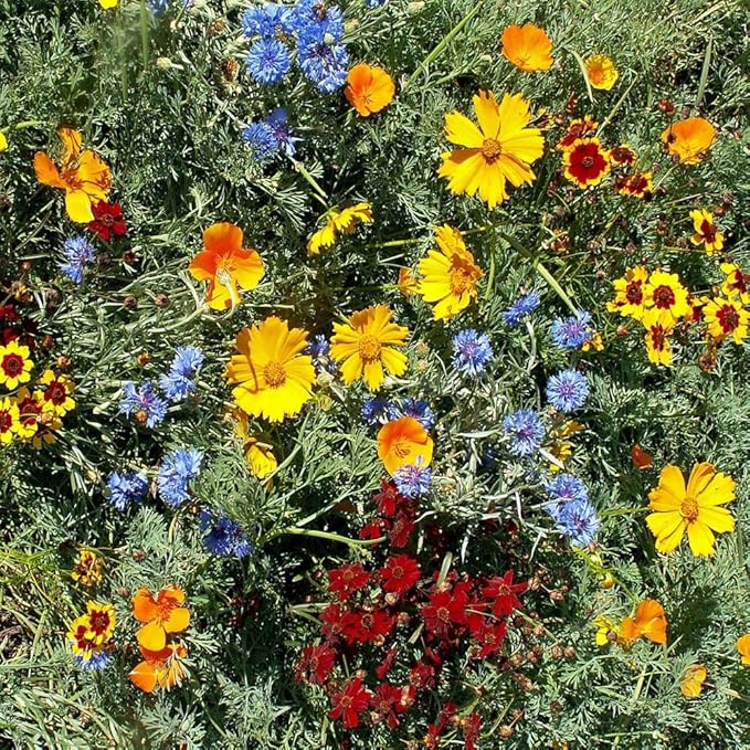 Outsidepride Gulf Coast Wildflower Seed Mix - 5 lbs Perennial & Annual Wild Flowers for Full Sun & Partial Shade - Ideal for Pollinator Gardens & Vibrant Landscapes for Southern Florida & Texas