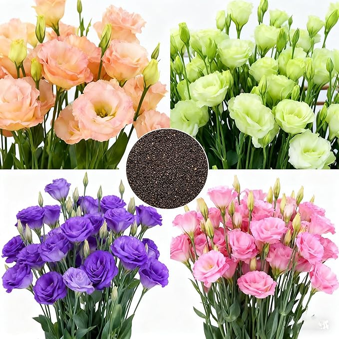 Lisianthus Flower Seeds for Planting, 200 Mix Color Annual Lisianthus Seeds, Non-GMO Thornless Lisianthus Flowers Seed for Home Garden Outdoor