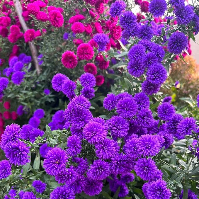 1000+ Dutch Aster Seeds for Planting - Perennial Hardy Flower, Butterfly Magnet & Pollinator Friendly, with Vibrant Blooms, Ideal for Outdoor Home Gardens & Flower Beds
