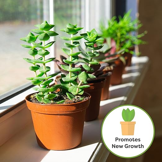Succulent and Cactus Fertilizer in 5oz. Bag | Long Lasting Gentle Plant Food Formula for All Live Succulents, Cacti, and Other Desert Houseplants
