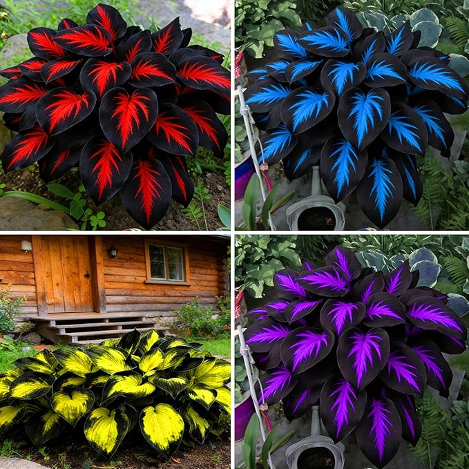 Mix Hosta Seeds for Planting, 280+pcs Rare Perennial Hosta Flower Seeds Plants, Non-GMO Heirloom Long Blooming Shaded Entry Pathway Flowers for Garden Outdoors
