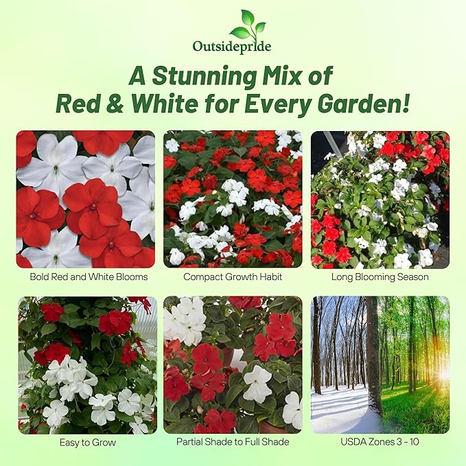 Outsidepride Beacon Red White Mix Impatiens Flower Seeds - 200 Pcs Annual, Compact & Pollinator Friendly, Impatiens Seeds for Planting w/Vibrant, Abundant Blooms for Shade Gardens & Containers