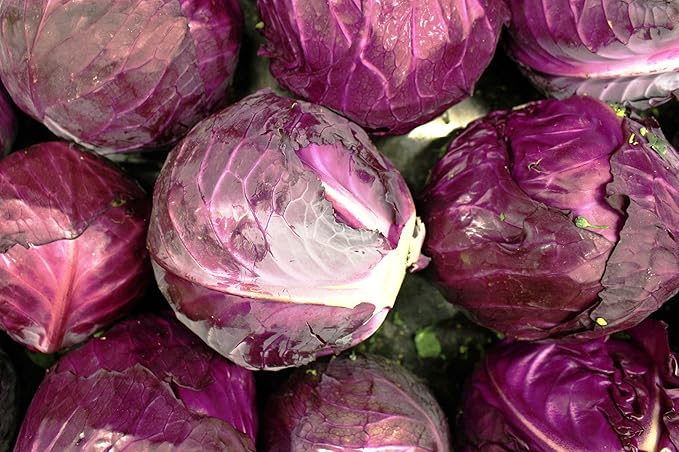 Red Acre Cabbage Seeds for Planting – Plant & Grow Heirloom Red Acre Cabbage in Home Outdoor Vegetable Garden, Brassica oleracea VAR. capitata– 3 Packets