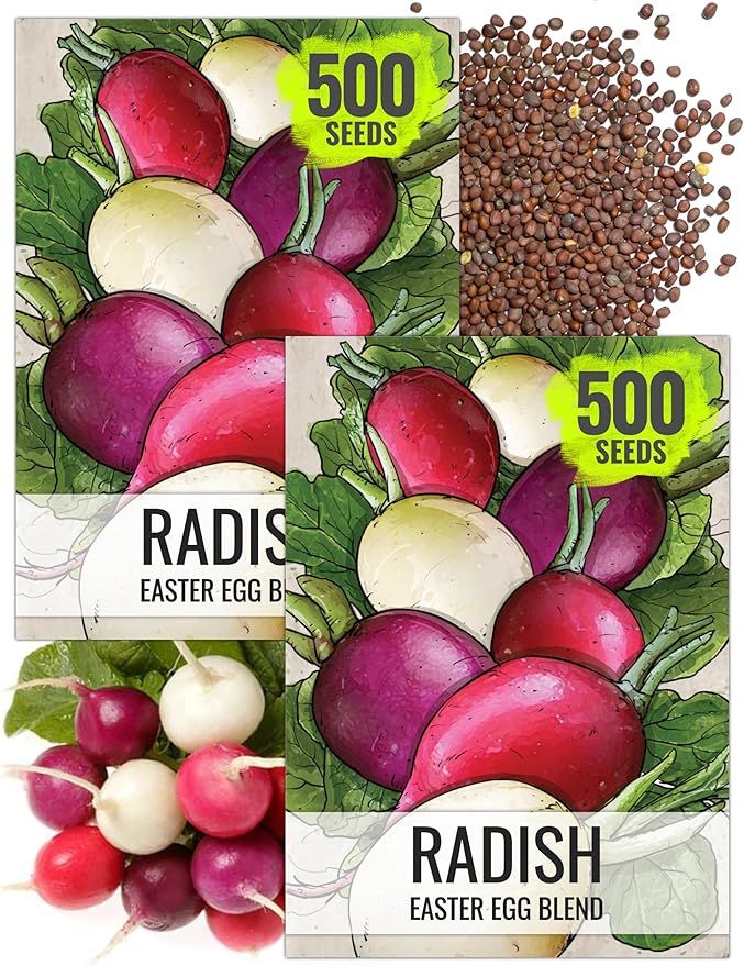 Seed Needs Radish Seeds for Planting Easter Egg Radishes - Non-GMO Heirloom & Untreated - Grow a Home Grown Vegetable Garden - Cool Weather Crops (2 Packs)