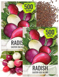 Seed Needs Radish Seeds for Planting Easter Egg Radishes - Non-GMO Heirloom & Untreated - Grow a Home Grown Vegetable Garden - Cool Weather Crops (2 Packs)
