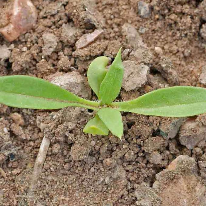 Seed Needs Annual Phlox Seeds for Planting a Colorful Mixture of Flowers - Heirloom & Open Pollinated Wildflowers to Attract Butterflies and Other Pollinators to an Outdoor Garden (1 Pack)