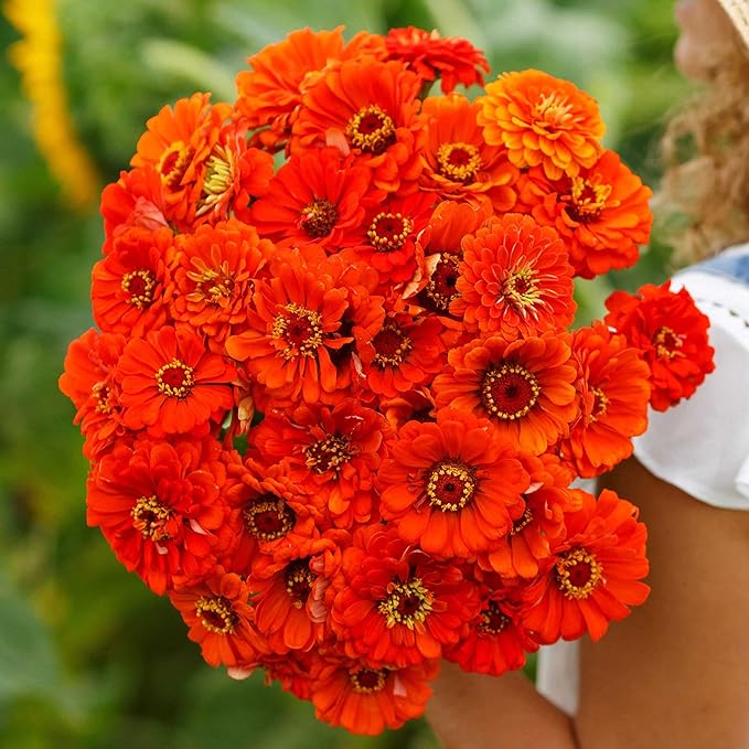 Eden Brothers Zinnia Seeds - Orange King, Non-GMO Seeds for Planting, Packet | Low-Maintenance Flower Seeds, Plant During Spring, Zones 3, 4, 5, 6, 7, 8, 9, 10