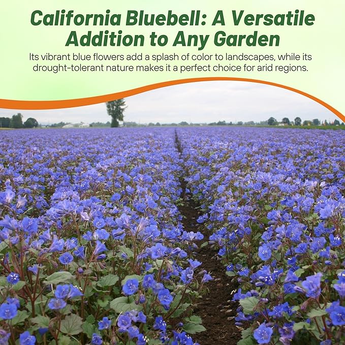 Outsidepride California Bluebell Wildflower Seeds - 1 Lb. Annual, Hardy, Easy-to-Grow, & Pollinator-Friendly Phacelia Campanularia Flower Seeds for Planting Vibrant Blue Blooms in Summer Gardens