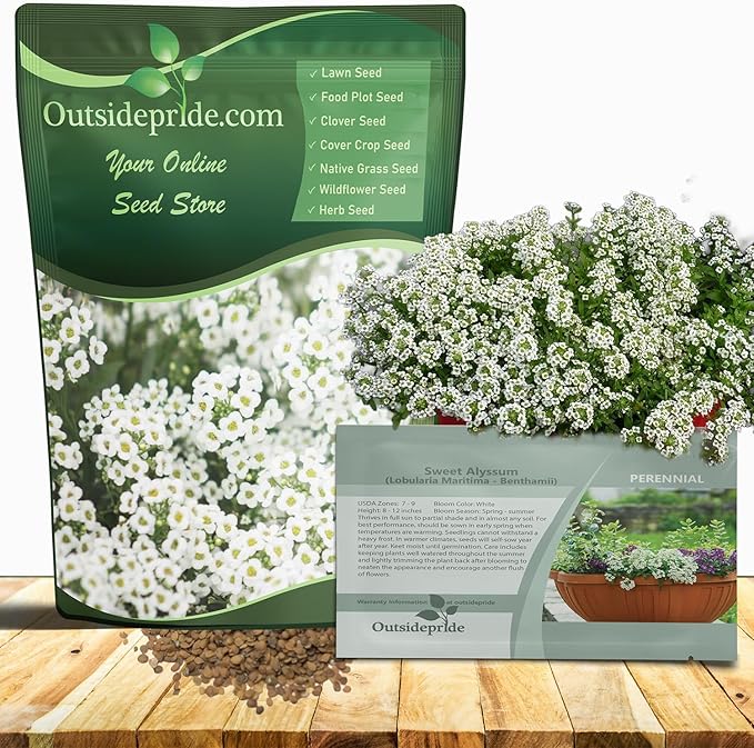 Outsidepride Perennial Sweet Alyssum Seeds - 1/4 lb. White Lobularia Maritima Seeds for Ground Cover, Pollinator-Friendly Gardens, Drought-Tolerant Landscaping, Easy-to-Grow in USDA Zones 7-9