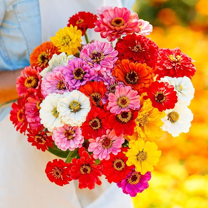 Eden Brothers Zinnia Seeds - California Giants Mix, Non-GMO Seeds for Planting, Packet | Low-Maintenance Flower Seeds, Plant During Spring, Zones 3, 4, 5, 6, 7, 8, 9, 10
