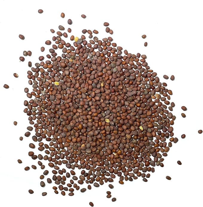 Seed Needs Radish Seeds for Planting Black Spanish Radishes - Non-GMO, Heirloom & Untreated - Grow a Home Grown Vegetable Garden - Cool Weather Crops (5 Packs)