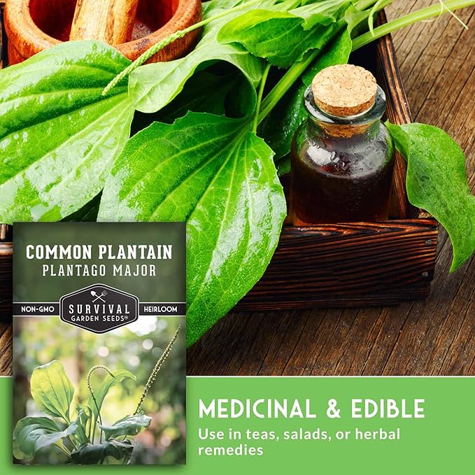 Plantain Seeds for Planting - Common Plantain (Plantago Major) Edible Broadleaf Medicinal Herb for Herbal Garden - Heirloom Non-GMO Open Pollinated - Survival Garden Seeds (1 Pack)