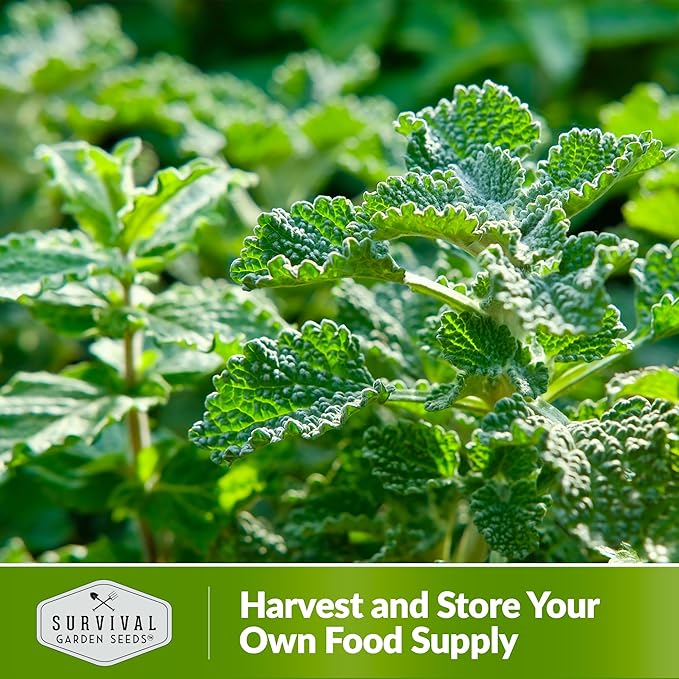 Survival Garden Seeds - Horehound Seeds for Planting - 1 Packet with Instructions to Plant and Grow Beneficial Marrubium Medicinal Herbs in Your Home Vegetable Garden - Non-GMO Heirloom Variety