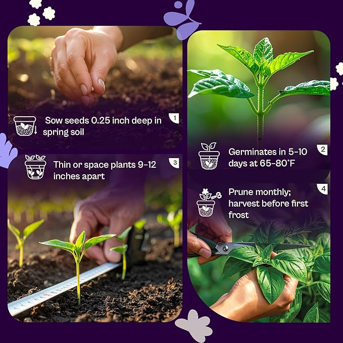 SVI 1750 Italian Basil Seeds (Ocimum basilicum) – Large Leaf Sweet Genovese Basil Seed Packets –Non GMO Italian Herbs, Heirloom Herb Seeds for Outdoor & Indoor Herb Garden, Containers