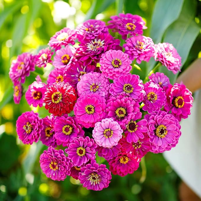 Eden Brothers Zinnia Seeds - Purple Prince, Non-GMO Seeds for Planting, 1 lb | Low-Maintenance Flower Seeds, Plant During Spring, Zones 3, 4, 5, 6, 7, 8, 9, 10