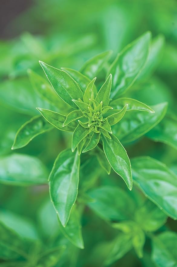 Burpee 63660A Summerlong Basil Seeds