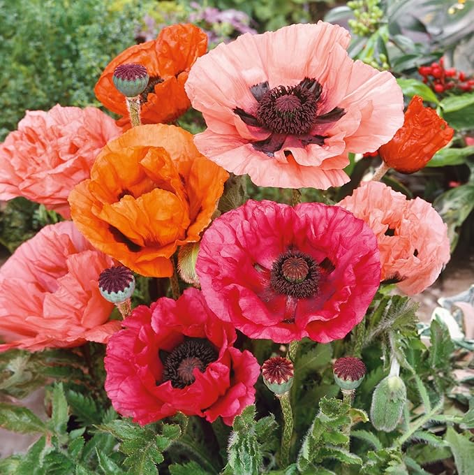 1050+ Poppy Flower Seeds for Planting Outdoor