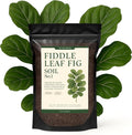 Premium Fiddle Leaf FIG Soil Mix – Nutrient-Rich, Organic Potting Soil for Ficus Lyrata – Promotes Healthy Roots, Lush Leaves & Balanced Moisture – Fast-Draining & Ready to Use (8 QTS)