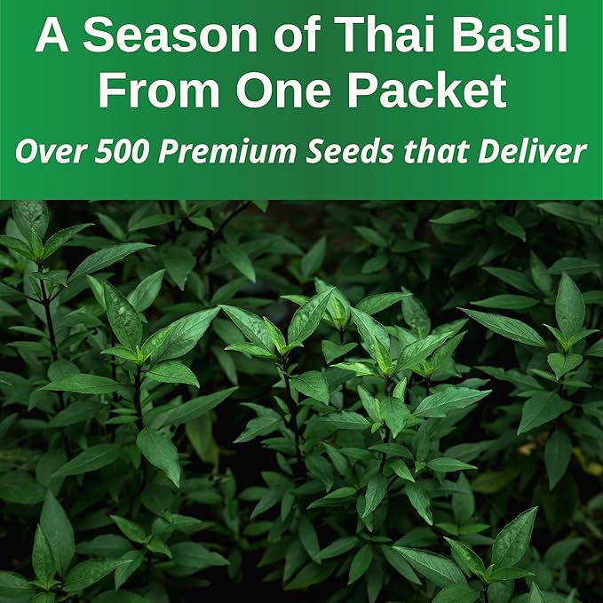TKE Farms & Gardens - Thai Basil Seeds for Planting, 500+ Non-GMO Heirloom Seeds, Easy-to-Grow Herb, Indoor & Outdoor Gardening, Perfect for Home Chefs and Asian Cuisine, Instructions Included