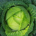 Copenhagen Cabbage Seeds for Planting – Plant & Grow Heirloom Copenhagen Cabbage in Home Outdoor Vegetable Garden, Brassica oleracea VAR. capitata – 5 Packets