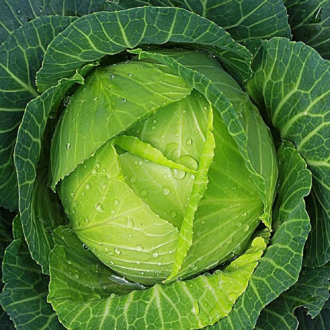Copenhagen Cabbage Seeds for Planting – Plant & Grow Heirloom Copenhagen Cabbage in Home Outdoor Vegetable Garden, Brassica oleracea VAR. capitata – 2 Packets