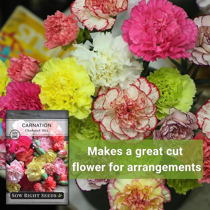 Sow Right Seeds - Chabaud Mix Carnation Seeds for Planting - Non-GMO Heirloom Dianthus Variety Ideal for Outdoor Gardens - Grow Large Carnation Plants - Easy to Sow and Bloom Beautiful Flowers (2)