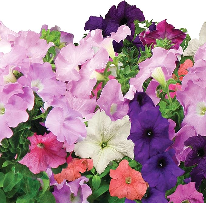 AeroGarden Cascading Petunias Seed pod Kit for AeroGarden Hydroponic Indoor Garden, 6-Pod