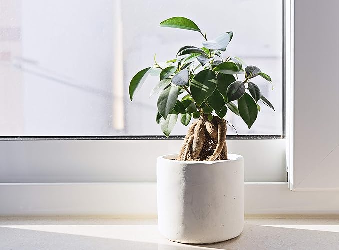 Fiddle Leaf Fig Tree Fertilizer | Ficus Plant Food | Improves Leaves and Branches | Potted Indoor Trees and House Plants Treatment by Aquatic Arts