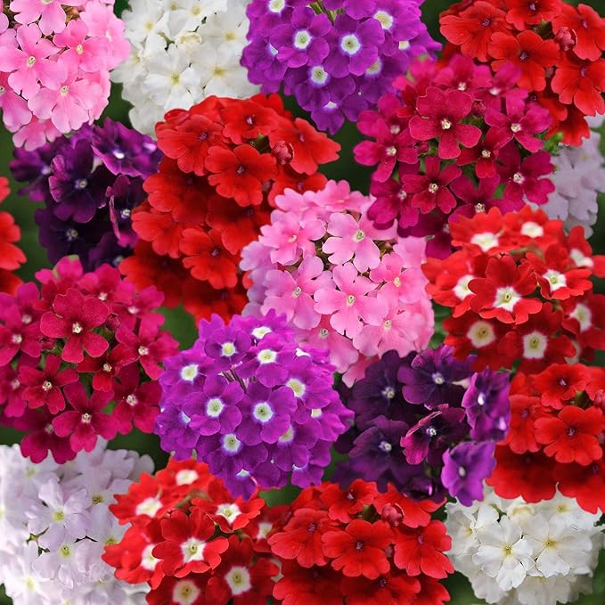 300+ Perennial Verbena Flower Seeds for Planting Outdoors -Verbena Flower Garden Seeds Non-GMO Heirloom