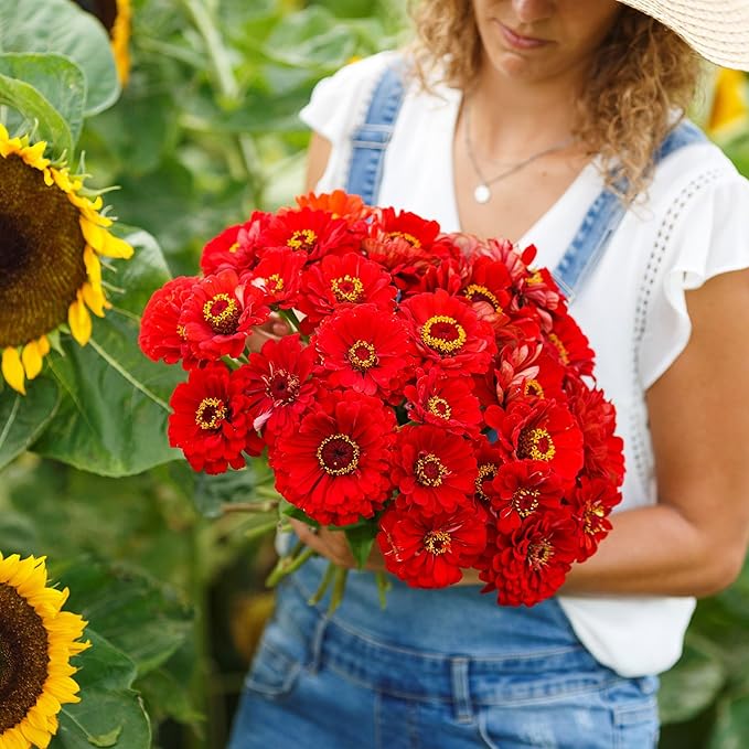 Eden Brothers Zinnia Seeds - Cherry Queen, Non-GMO Seeds for Planting, 1 oz | Low-Maintenance Flower Seeds, Plant During Spring, Zones 3, 4, 5, 6, 7, 8, 9, 10