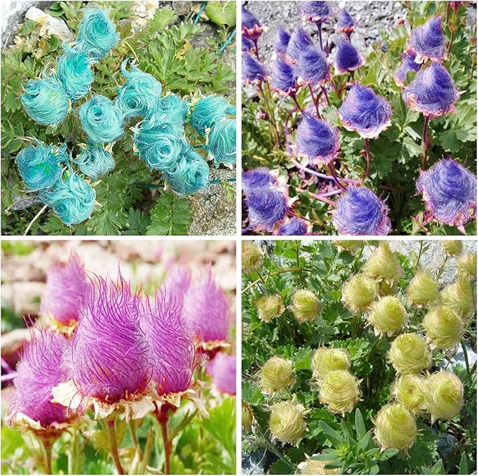 100+ Mix Rare Prairie Smoke Seeds for Planting - Rare Geum triflorum Seeds Native Wildflower