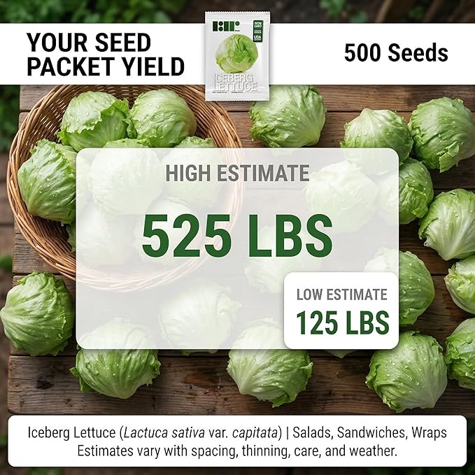 500 Iceberg Lettuce Seeds for planting - Heirloom Non-GMO USA Grown Premium Vegetable Seeds for Planting Home Garden - Crisphead Heading Lettuce Lactuca Sativa by RDR Seeds