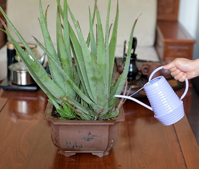 Small Watering Can, 0.3 Gallon/34oz., Violet Purple, Galvanized, Indoor Water Can, Metal Watering Can with Long Spout, Plant Water Can for Indoor Plants