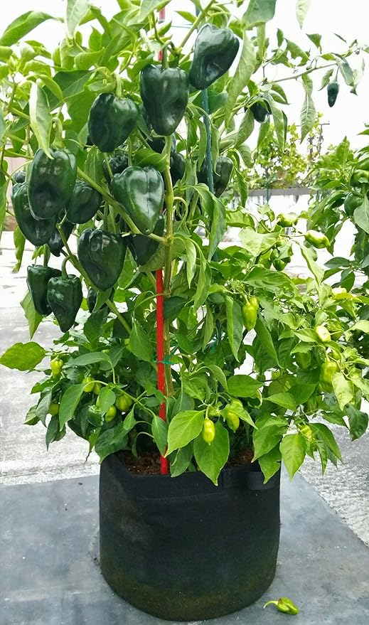 RootEase Garden Planting Fabric Grow Bags, Heavy Duty Durable Fabric Grow Pots, Perfect Harvest Planter, Raised Bed, Eco-Friendly Grow Bags (20 Gallon, Black)