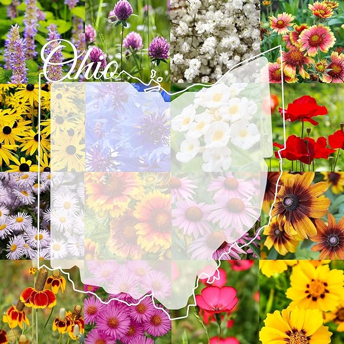Ohio Bulk Perennial Wildflower Seed Mix 1lb Covers 2,000sq-ft - Attract Pollinators, Multi-Color Blooms - Midwest US Species Plant in Spring/Fall - Earth-Friendly Packaging (1 Pound)