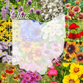 Ohio Bulk Perennial Wildflower Seed Mix 1lb Covers 2,000sq-ft - Attract Pollinators, Multi-Color Blooms - Midwest US Species Plant in Spring/Fall - Earth-Friendly Packaging (1 Pound)