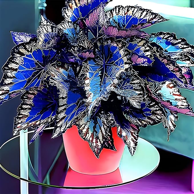 Rainbow Coleus Seeds for Planting 120PCS– Bright Multicolor Leaf Plant for Home & Garden Decoration | Fast Growing Shade Plant | Unique Gift for Garden Lovers & Holiday Present | Easy Germination