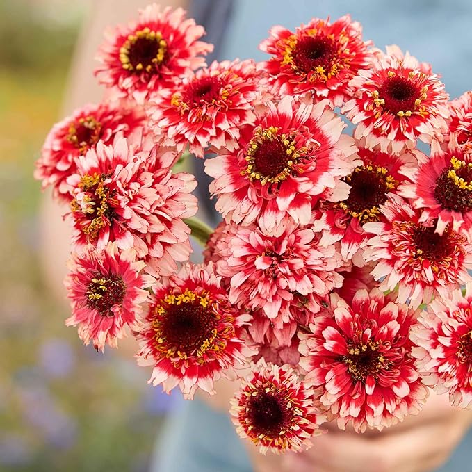 Eden Brothers Zinnia Seeds - Zinderella Fizz