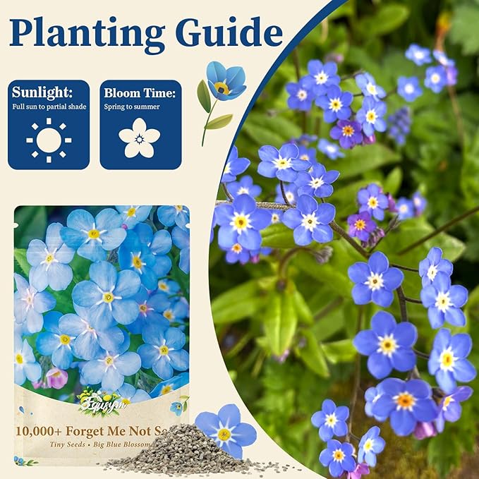 10,000+ Forget Me Not Seeds – Flower Seeds for Planting, Myosotis Perennial Garden Seeds, Easy to Grow Blue Wildflowers for Outdoor & Indoor, Pollinator Friendly, Memorial & Wedding Favor Flowers