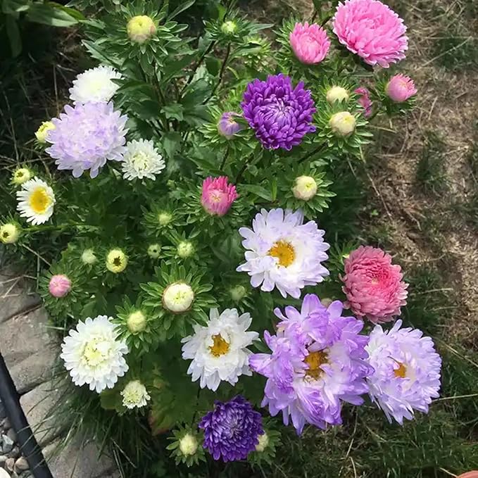 Chrysanthemum Flowers Seeds for Planting, 1000pcs Rare Perennial Tanacetum Chrysanthemum Morifolium Flower Seeds, Heirloom Non-GMO Home Garden Wildflower in Outdoors Indoors