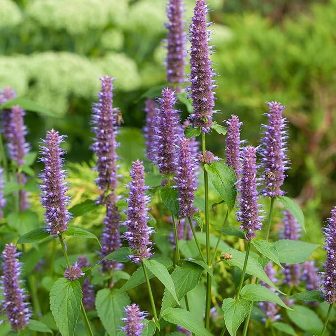 Seed Needs Anise Hyssop Seeds for Planting Agastache foeniculum - Non-GMO Heirloom & Untreated - Grow a Medicinal/Culinary Herb Garden for Tea & Essential Oils (1 Pack)