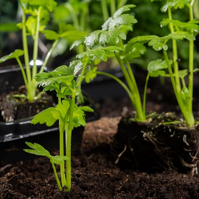 Seed Needs Celery Seeds for Planting Utah 52-70 Celery - Non-GMO, Heirloom & Untreated - Grow a Home Grown Outdoor Vegetable Garden for Fresh Produce (2 Packs)