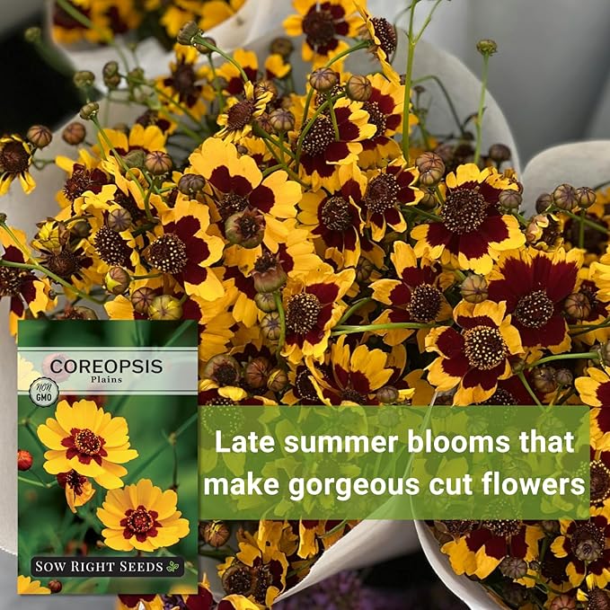Sow Right Seeds - Plains Coreopsis Seeds - Non-GMO Heirloom Annual Variety - Pollinator Friendly, Drought Tolerant Flowers - Easy to Grow Tickseed - Ideal for Gardens, Borders, Wildflower Areas (1)
