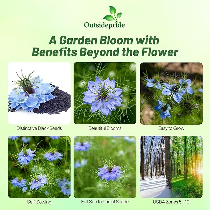 Outsidepride Black Cumin Seeds for Planting - 1000 Pcs Annual, Aromatic Spice, Easy to Grow, Flavorful Seeds for Culinary & Traditional Spice and Herb Gardens, Versatile & Low-Maintenance