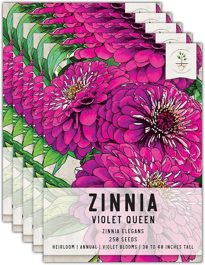 Seed Needs, Violet Queen Zinnia Seeds - 250 Heirloom Seeds for Planting Zinnia elegans - Magenta Colored Blooms Perfect for an Outdoor Butterfly Garden, Makes A Great Cut Flower (5 Packs)