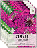 Seed Needs, Violet Queen Zinnia Seeds - 250 Heirloom Seeds for Planting Zinnia elegans - Magenta Colored Blooms Perfect for an Outdoor Butterfly Garden, Makes A Great Cut Flower (5 Packs)