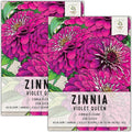 Seed Needs, Violet Queen Zinnia Seeds - 250 Heirloom Seeds for Planting Zinnia elegans - Magenta Colored Blooms Perfect for an Outdoor Butterfly Garden, Makes A Great Cut Flower (2 Packs)