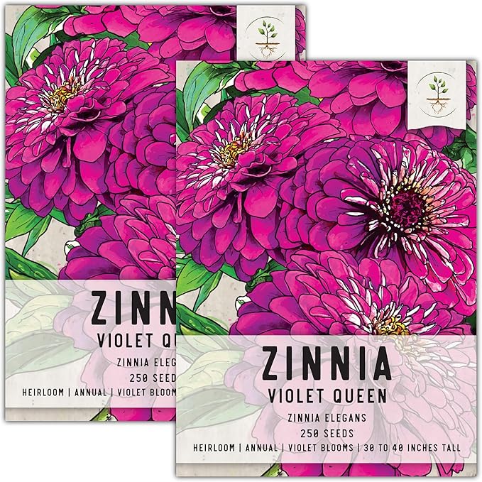 Seed Needs, Violet Queen Zinnia Seeds - 250 Heirloom Seeds for Planting Zinnia elegans - Magenta Colored Blooms Perfect for an Outdoor Butterfly Garden, Makes A Great Cut Flower (2 Packs)