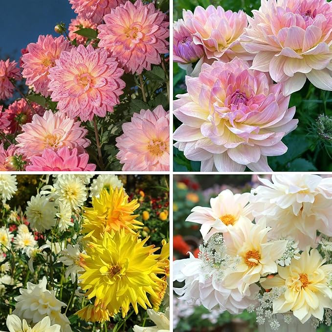 Dahlia Seeds for Planting, 400pcs Rare Perennial Garden Dahlia Flower Seeds Plants, Non-GMO Heirloom Beauty Flowers Home Garden for Outdoors