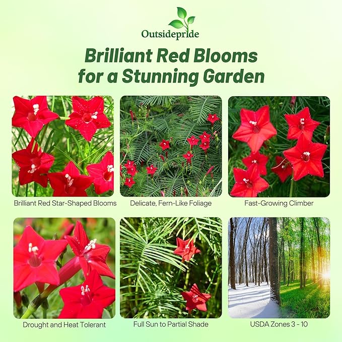 Outsidepride Red Cypress Vine Seeds - 200 Pcs Annual Flower Seeds with Nectar-Rich, Star-Shaped Flowers & Feathery, Fern-Like Leaves for Fences, Trellises, Pergolas & Vertical Gardens